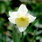 Narcissus × incomparabilis Květ