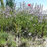 Salvia officinalis Yeri