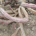 Euphorbia mammillaris Leaf