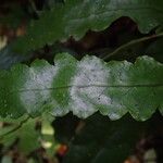Triplophyllum buchholzii Hoja
