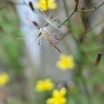 Lactuca muralis Fruit