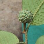 Annona neoinsignis Fruit