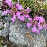 Saponaria pumila Flower