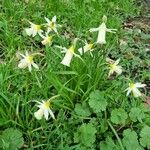 Narcissus bicolor Habit