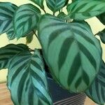 Calathea concinna Leaf