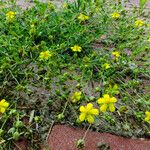 Potentilla argentea Pokrój