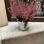 Calluna vulgaris花