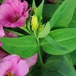 Eustoma russellianum Leaf