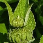 Phlomis russeliana Flors