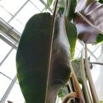 Heliconia vellerigera Hoja
