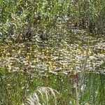 Utricularia vulgaris Kukka