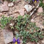 Solanum sinuatirecurvum Habitat