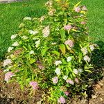 Spiraea japonica 整株植物