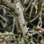 Forsythia intermedia Lubje