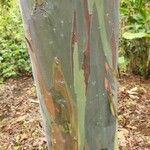 Eucalyptus deglupta Bark