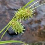 Carex lurida 果実