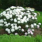 Rhododendron yakushimanum Habit