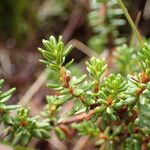 Empetrum nigrum Hoja