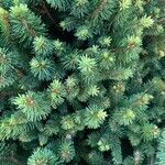 Picea laxaBlad