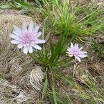 Scorzonera purpurea Costuma