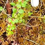 Gaultheria hispidula Blatt