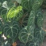 Anthurium clarinervium List