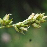 Carex distachya Fruit