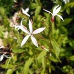 Gillenia trifoliata Цветок