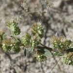 Phacelia heterophylla عادت