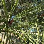 Pinus pinaster Листок