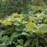 Heracleum sosnowskyi पत्ता