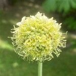 Cephalaria alpina Flor