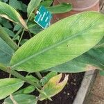 Alpinia galanga Leaf