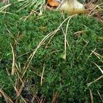 Plantago subulata Leaf