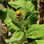 Inula helenium Hoja