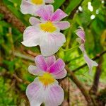 Miltoniopsis vexillariaŽiedas