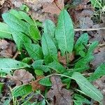 Rumex acetosa Leaf