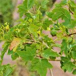 Jatropha chevalieri ഇല