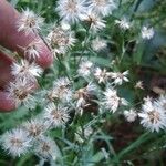 Conyza bonariensis 花
