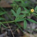 Stylosanthes hamata Flower