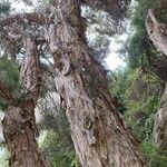 Melaleuca linariifolia Žievė