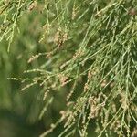 Gymnostoma nodiflorum Fruto