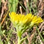 Petrosedum montanum Kukka