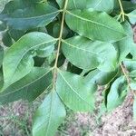 Ekebergia capensis Φύλλο