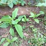 Helianthus tuberosus 葉