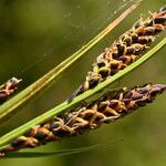 Carex nigra Цвят