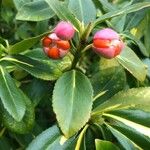 Euonymus japonicusFruit