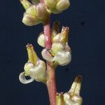 Triglochin bulbosa Kvet