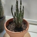 Tephrocactus verschaffeltii List