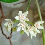 Hoya australis Flors